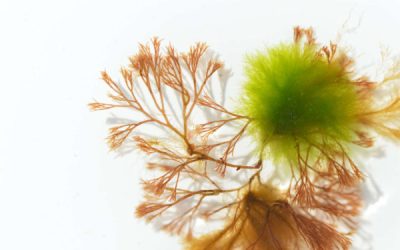 Modern Approaches to Macroalgal Taxonomy and Phylogeny