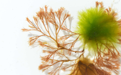 Modern Approaches to Macroalgal Taxonomy and Phylogeny