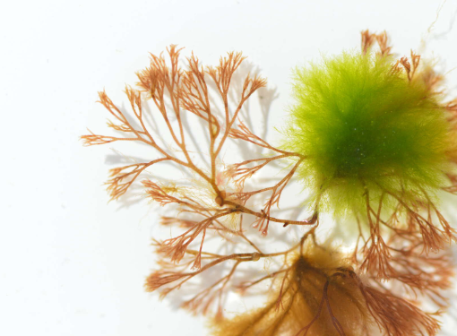 Modern Approaches to Macroalgal Taxonomy and Phylogeny
