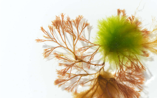 Modern Approaches to Macroalgal Taxonomy and Phylogeny