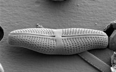 Diatom Atlas of Macedonia