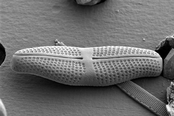 Diatom Atlas of Macedonia